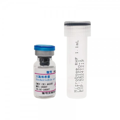 大肠埃希菌