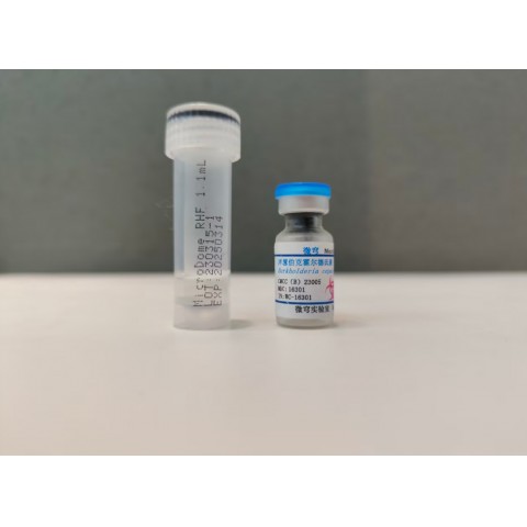 洋葱伯克霍尔德菌